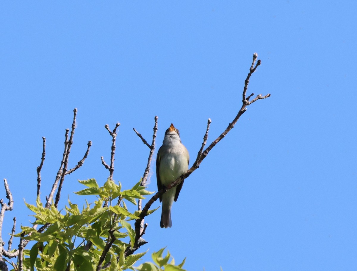 Willow Flycatcher - ML620184809