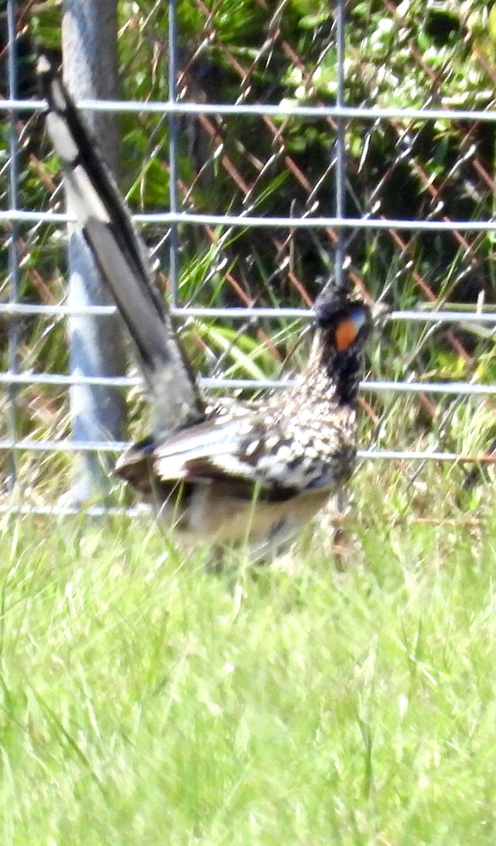 Greater Roadrunner - ML620184811