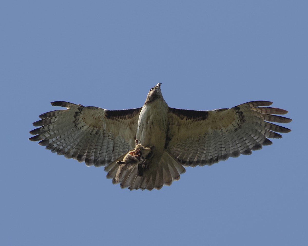 Red-tailed Hawk - ML620184815