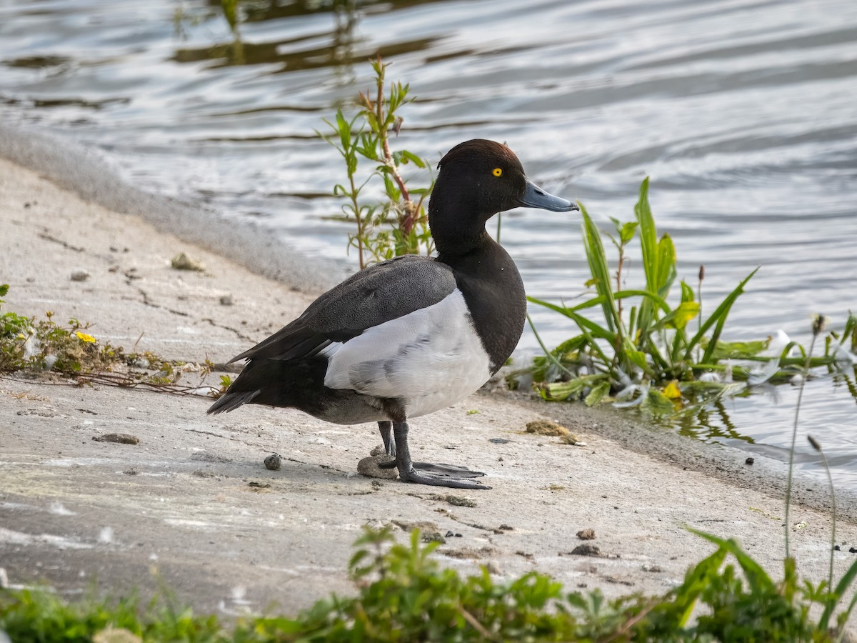 Common Pochard x Tufted Duck (hybrid) - ML620184816