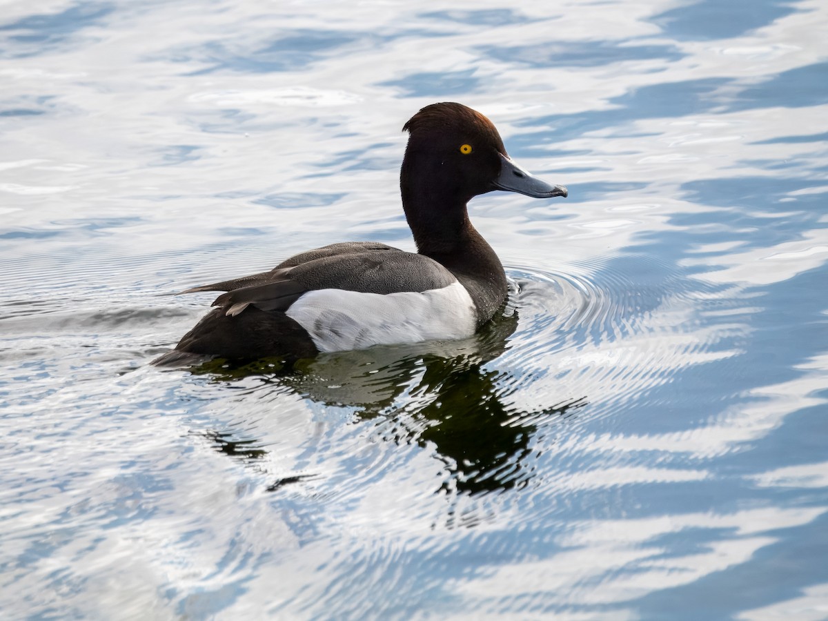 Common Pochard x Tufted Duck (hybrid) - ML620184817