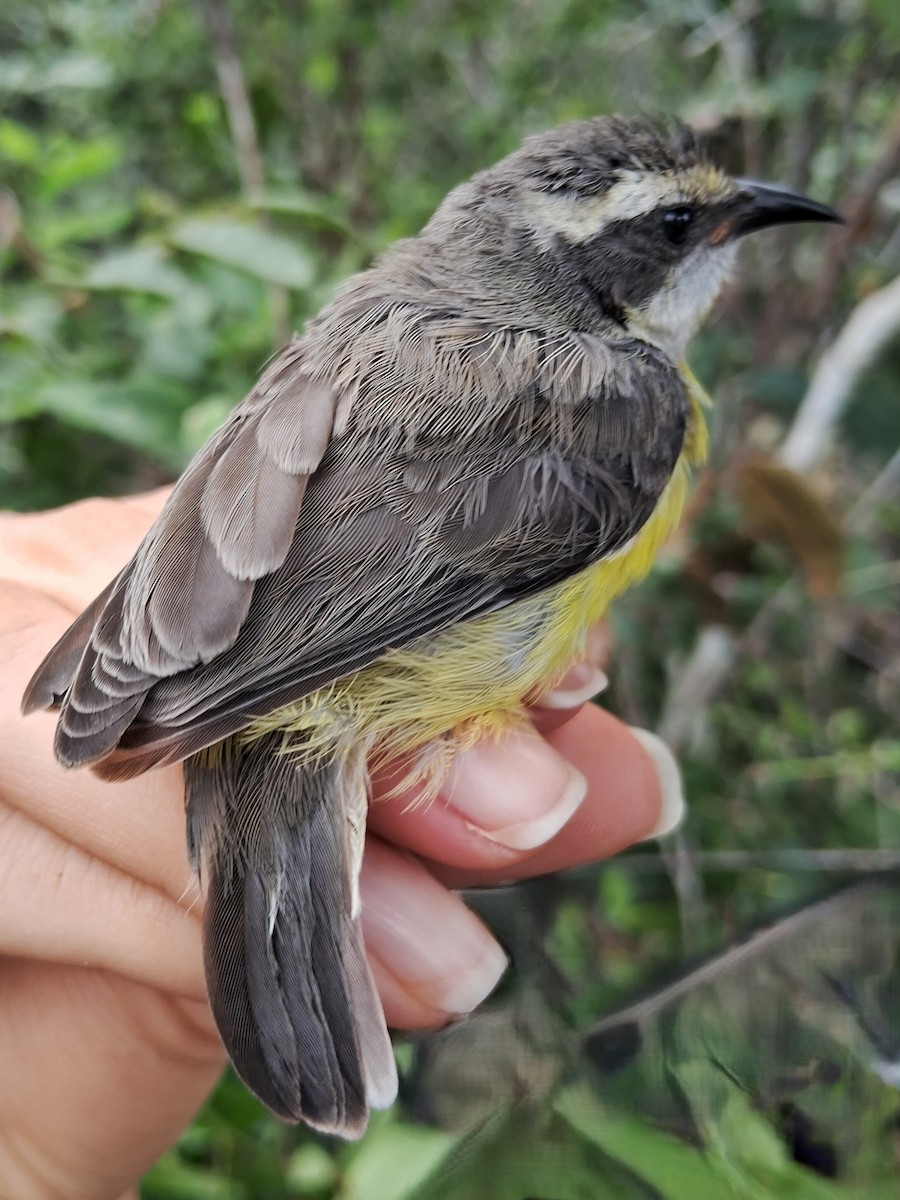 Sucrier à ventre jaune - ML620184818