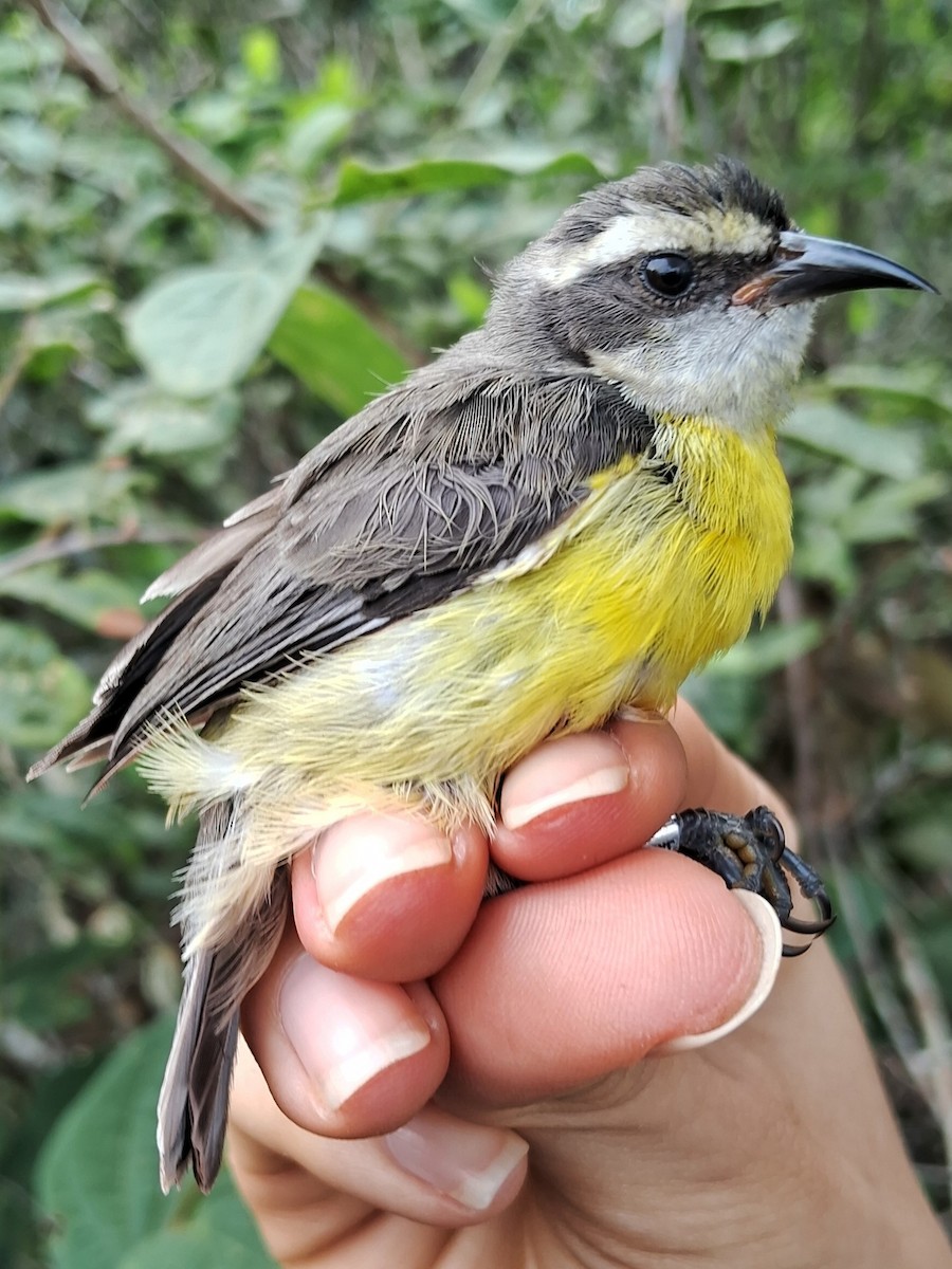 Sucrier à ventre jaune - ML620184820