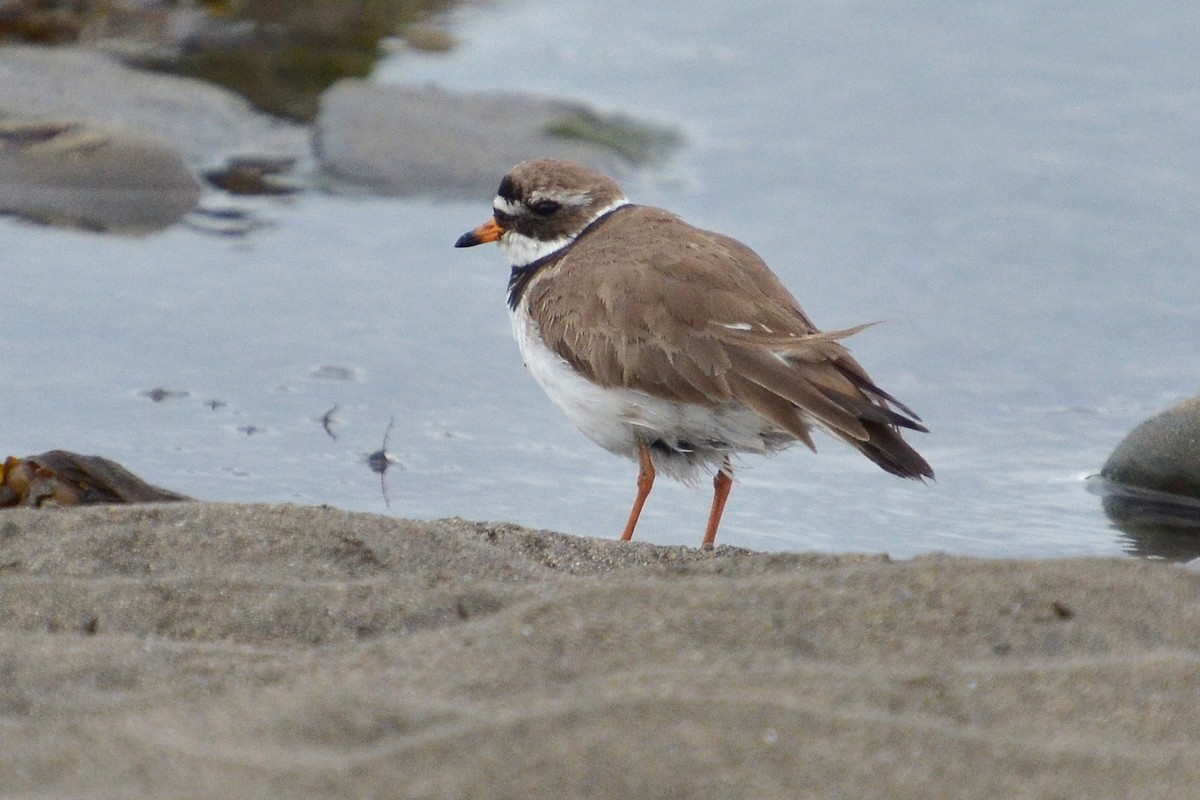 Common Ringed Plover - ML620184821