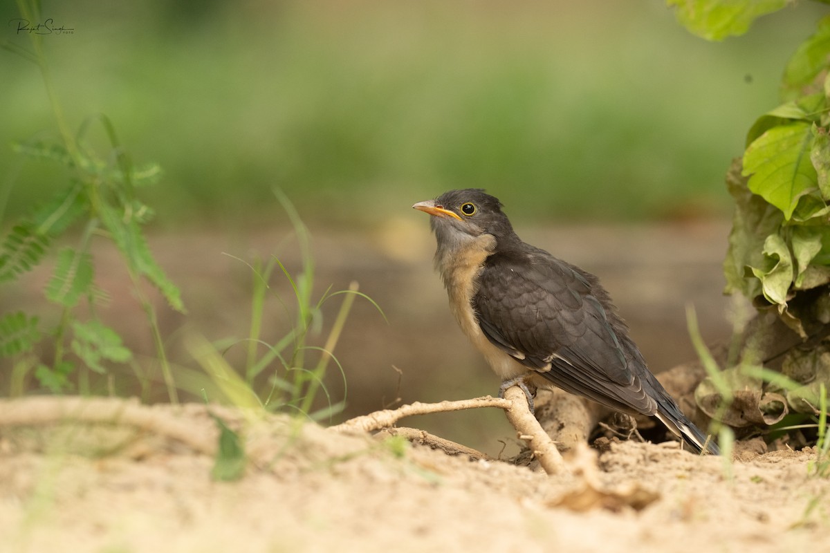 Pied Cuckoo - ML620184822