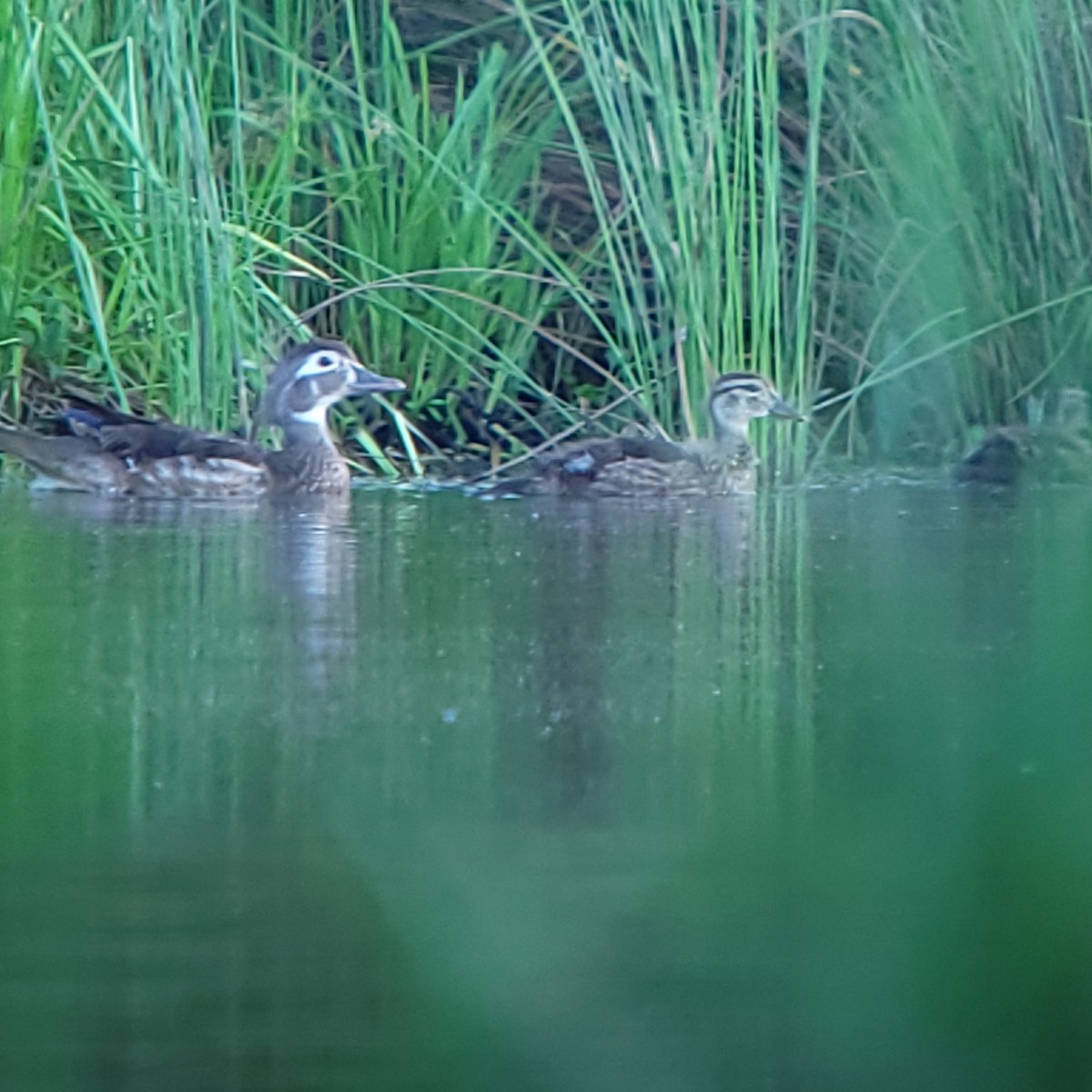 Wood Duck - ML620184829