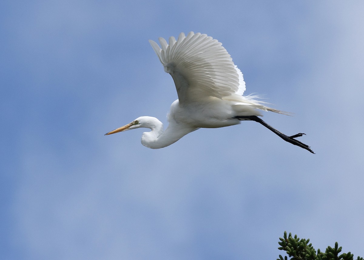 Great Egret - ML620184832