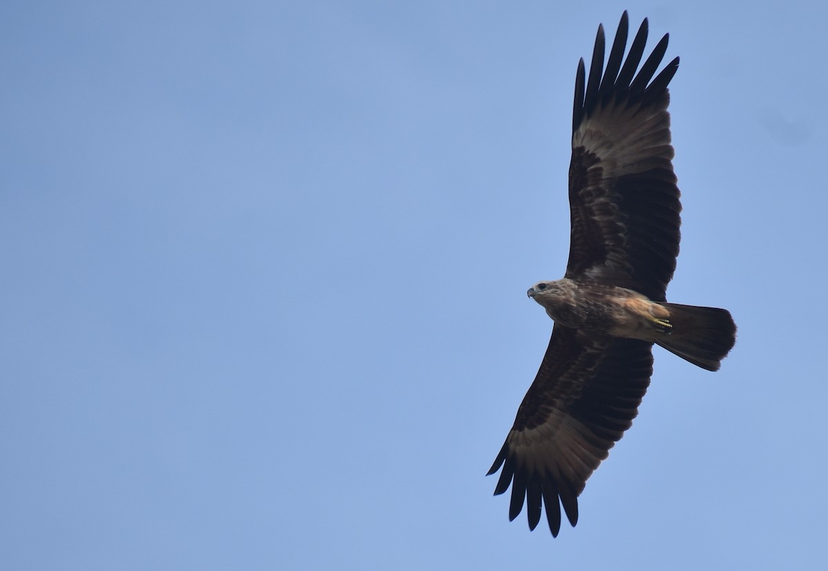 Brahminy Kite - ML620184833