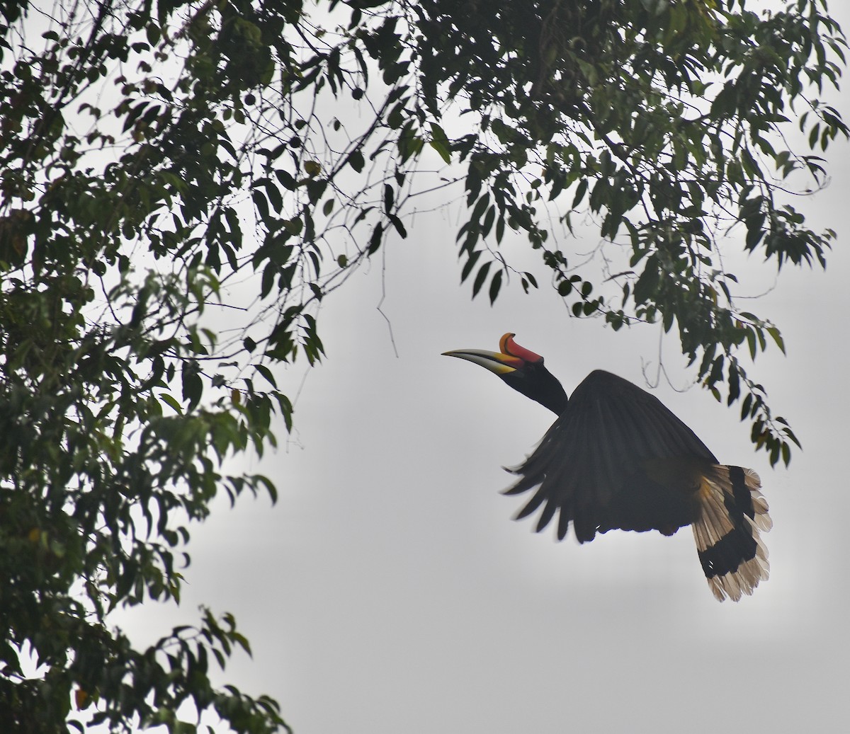 Rhinoceros Hornbill - ML620184843