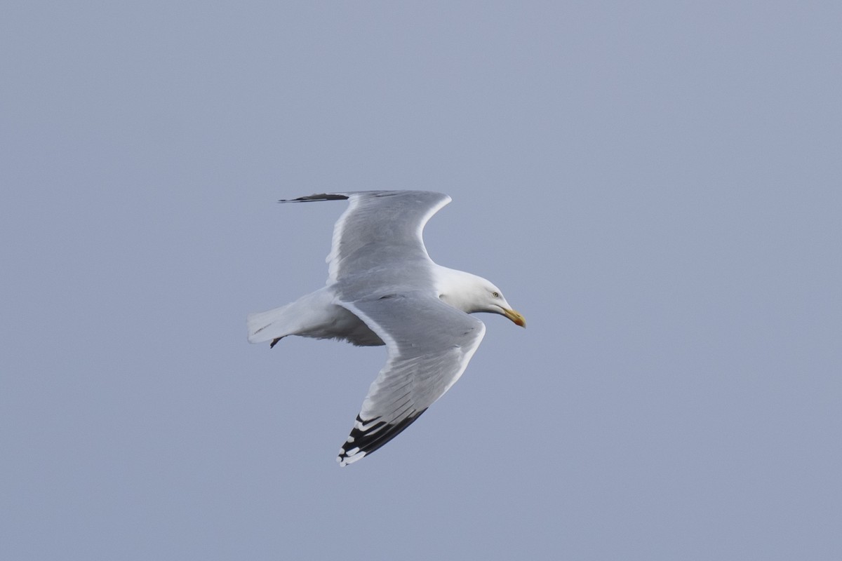 Silbermöwe (argentatus/argenteus) - ML620184856