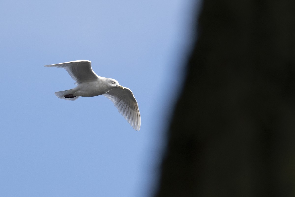 Iceland Gull - ML620184863