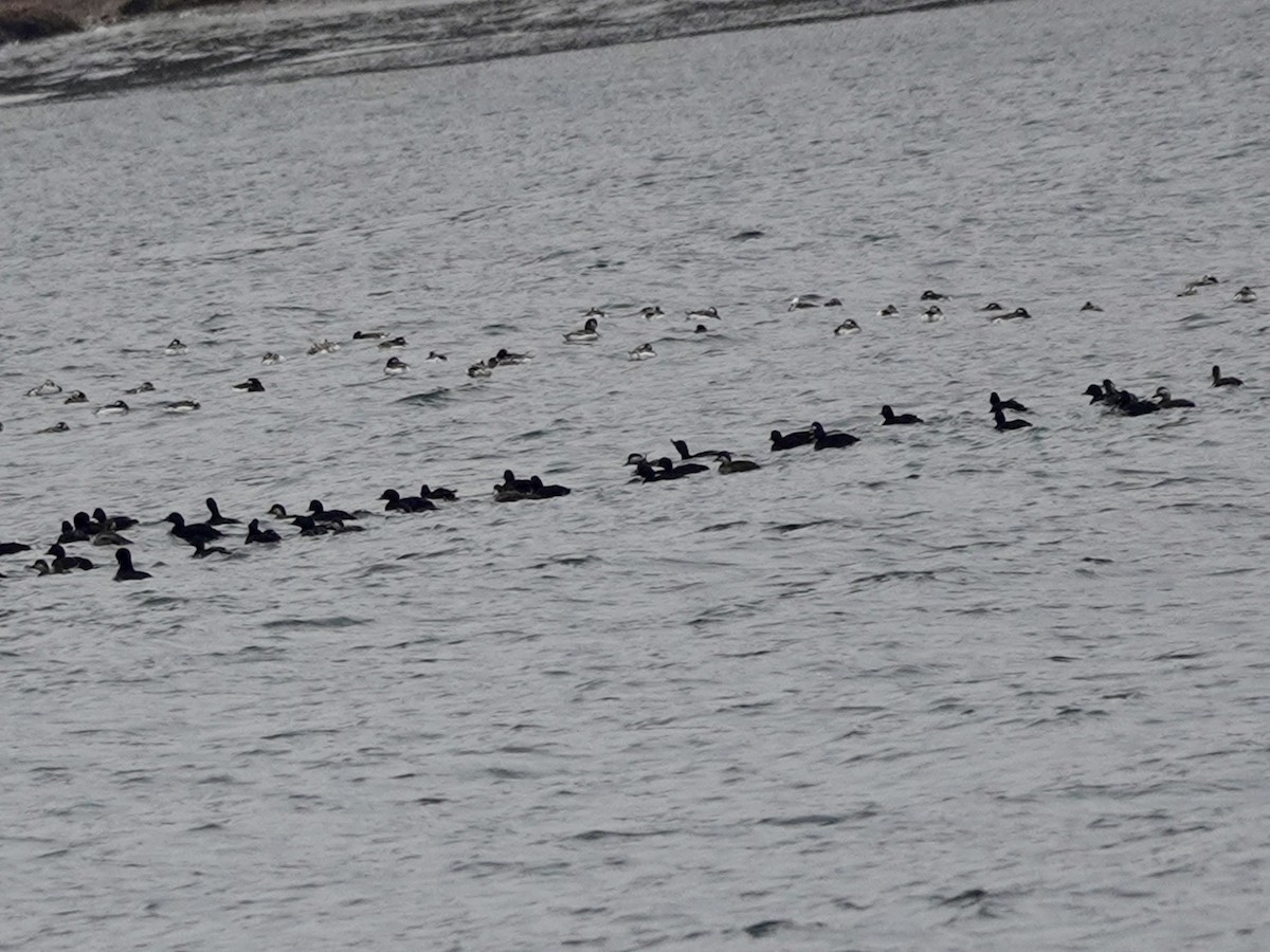 Common Scoter - ML620184864