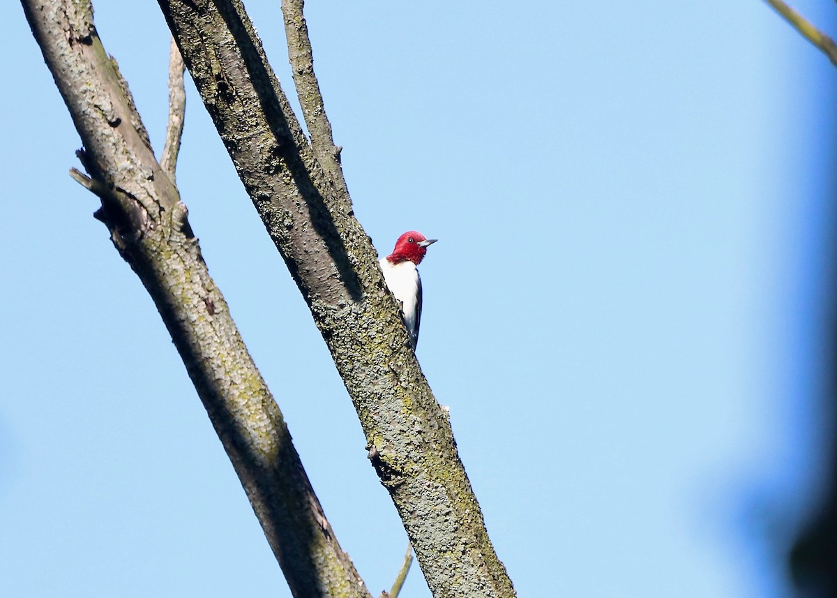 Red-headed Woodpecker - ML620184881
