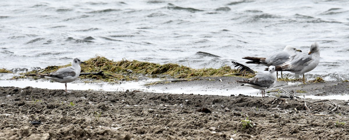 Bonaparte's Gull - ML620184884