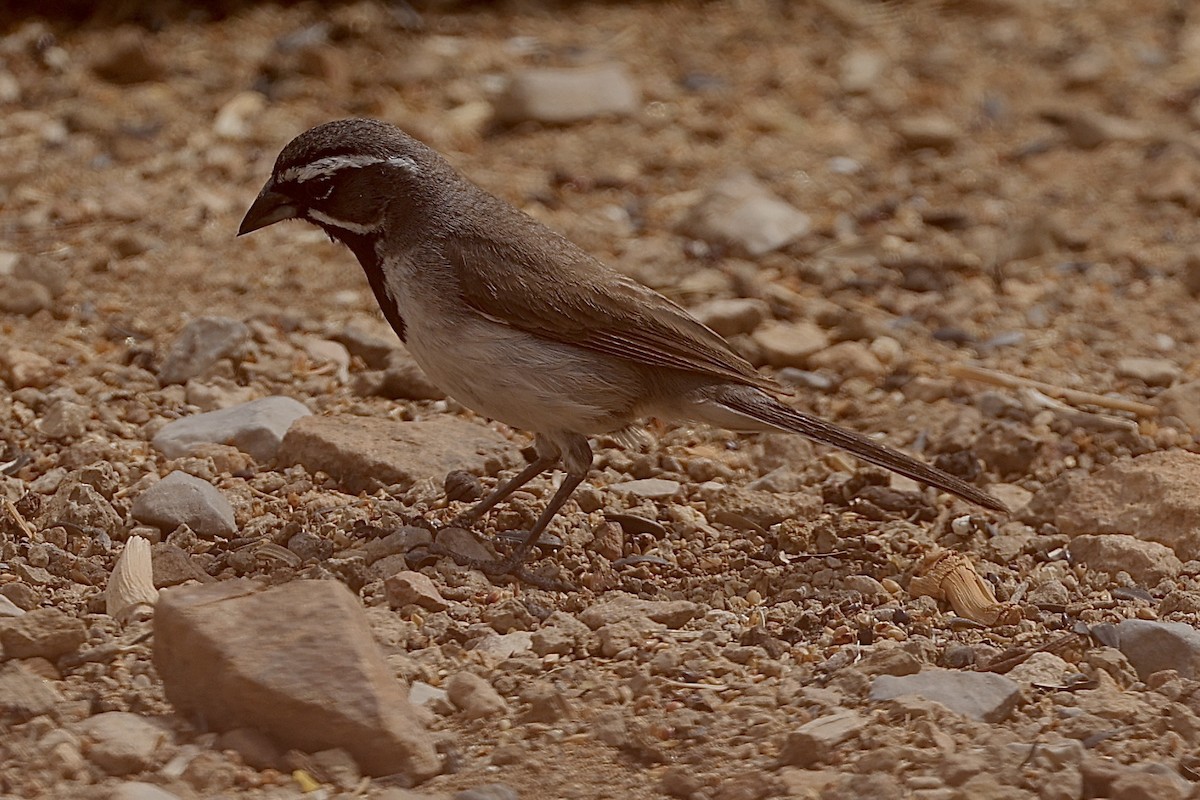 Black-throated Sparrow - ML620184887