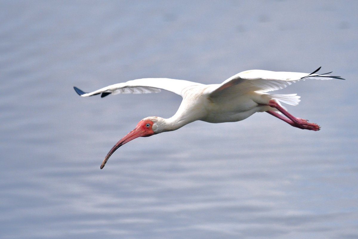 ibis bílý - ML620184889
