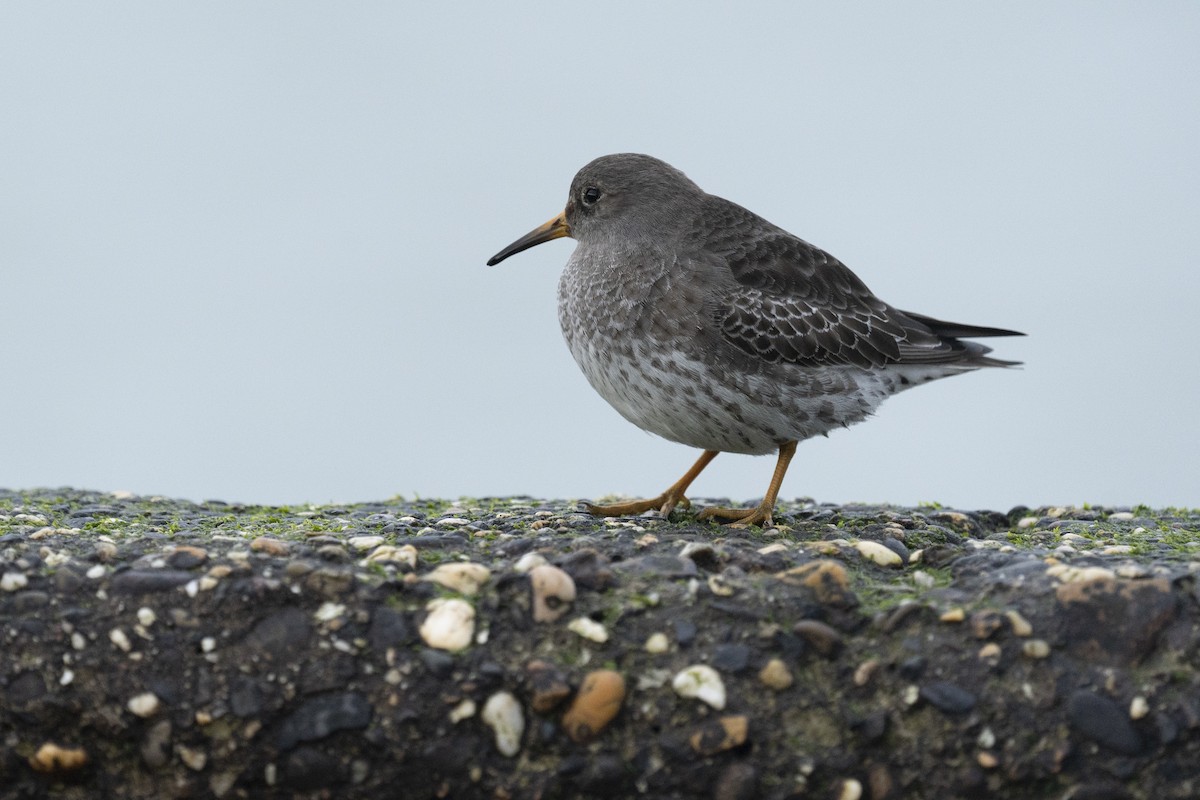 Purple Sandpiper - ely what