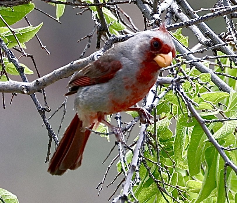 Попугаевый кардинал - ML620184901