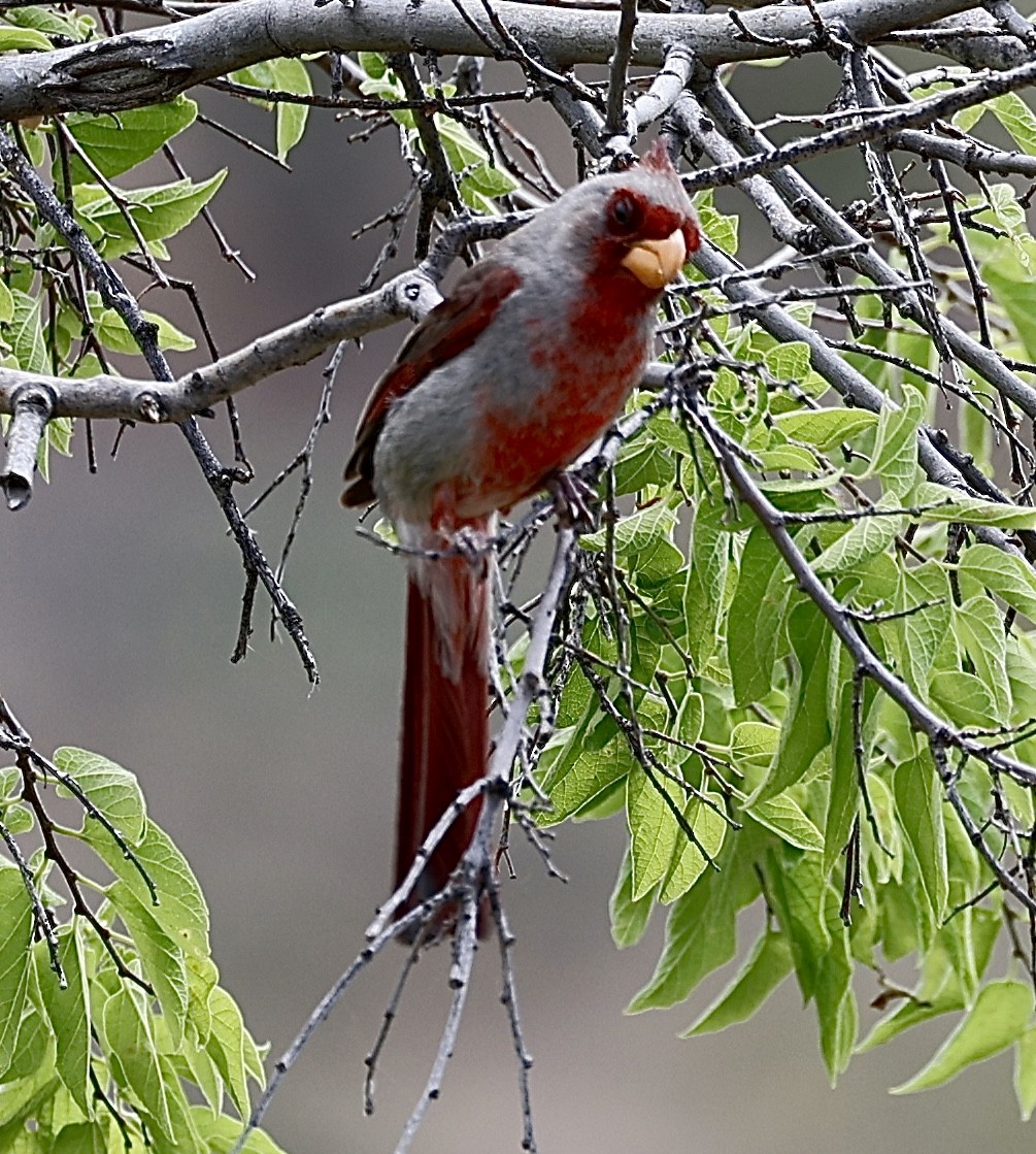 Pyrrhuloxia - Dean Silvers