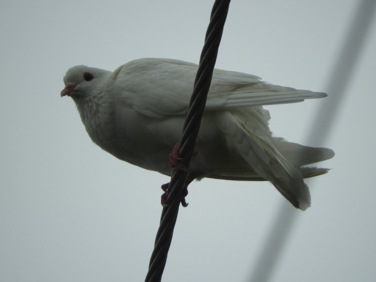 Сизый голубь (Одомашненного типа) - ML620184909