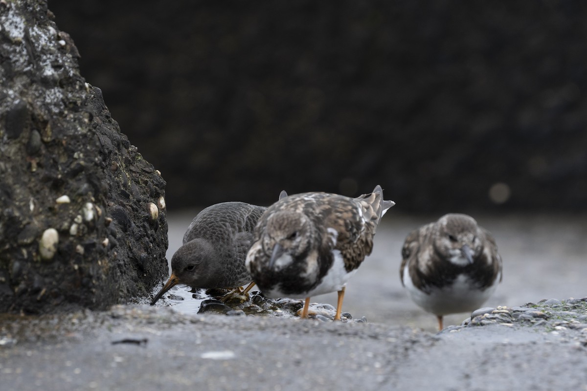 Ruddy Turnstone - ML620184912