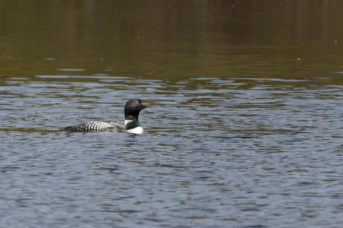 Common Loon - ML620184919