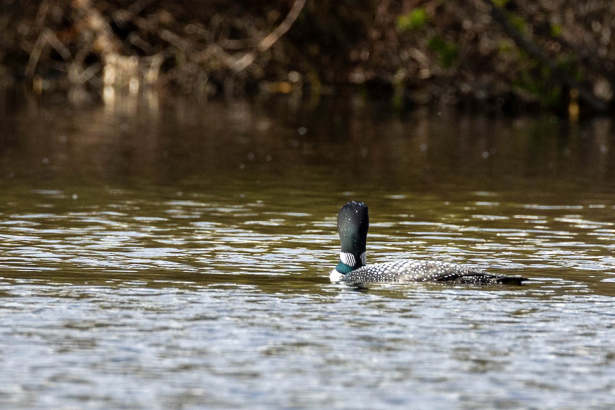 Plongeon huard - ML620184920