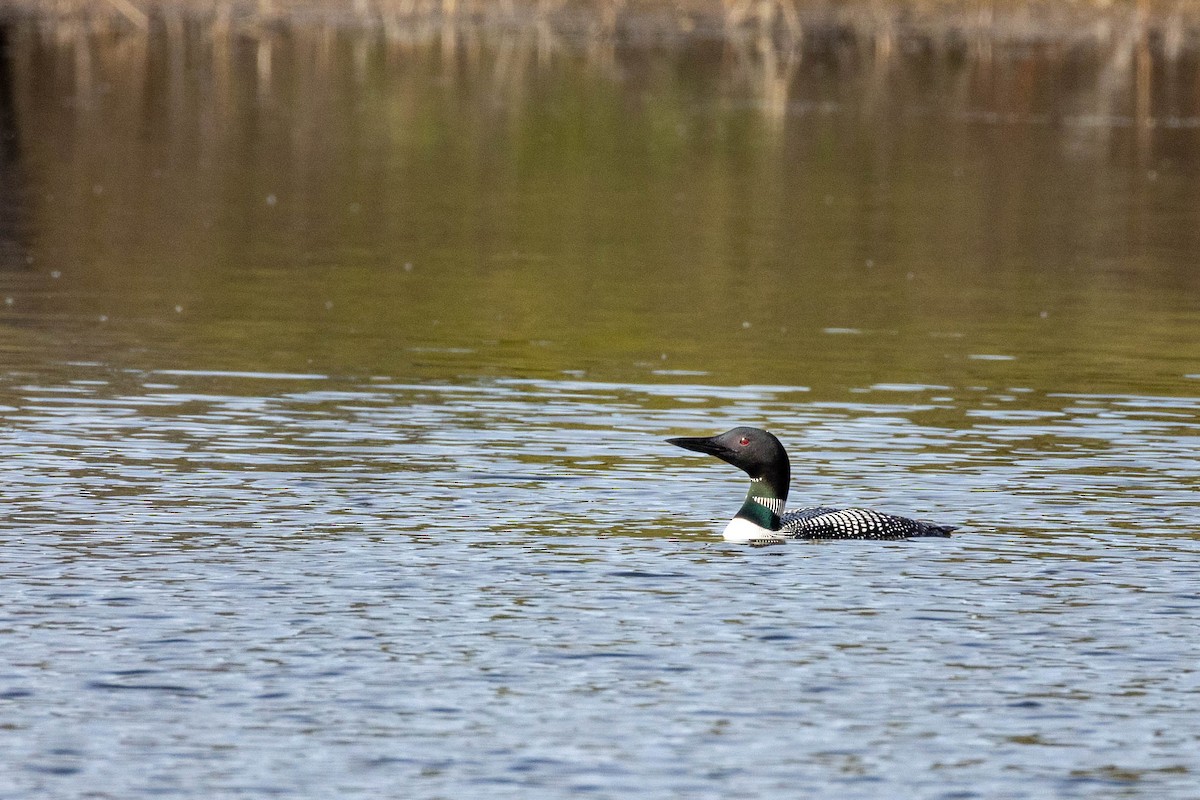 Common Loon - Nancy Clermont