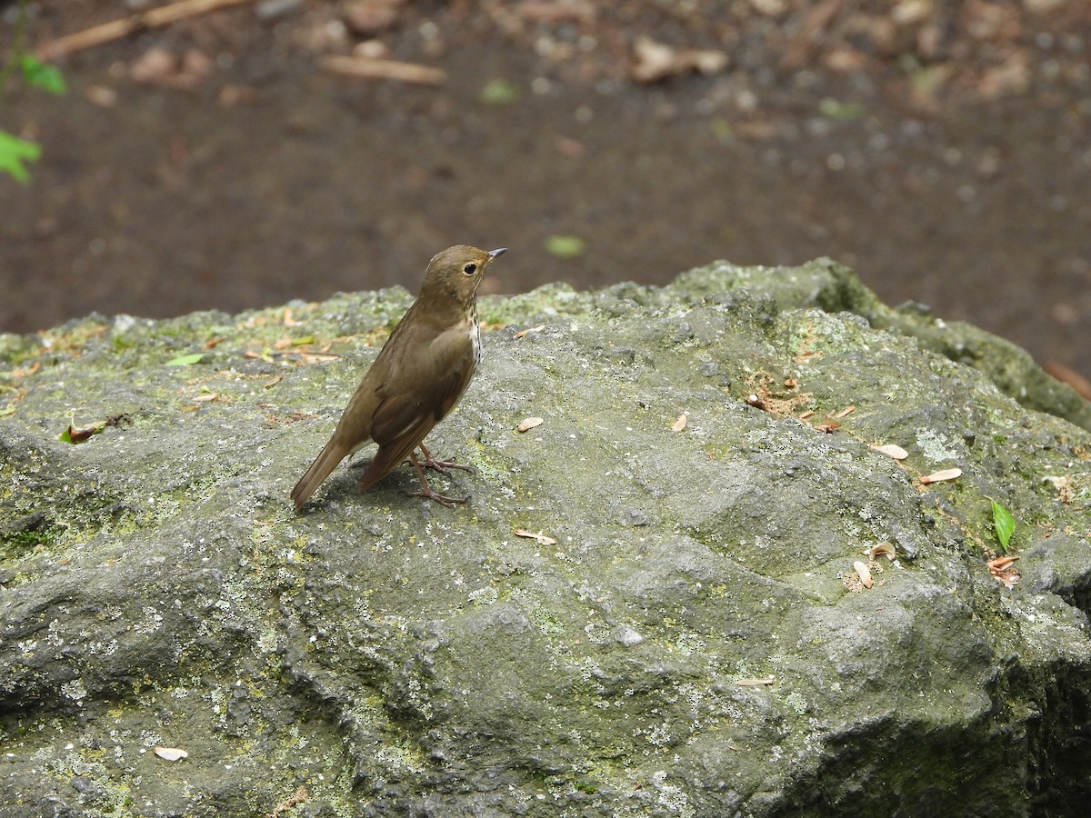 Swainson's Thrush - ML620184923