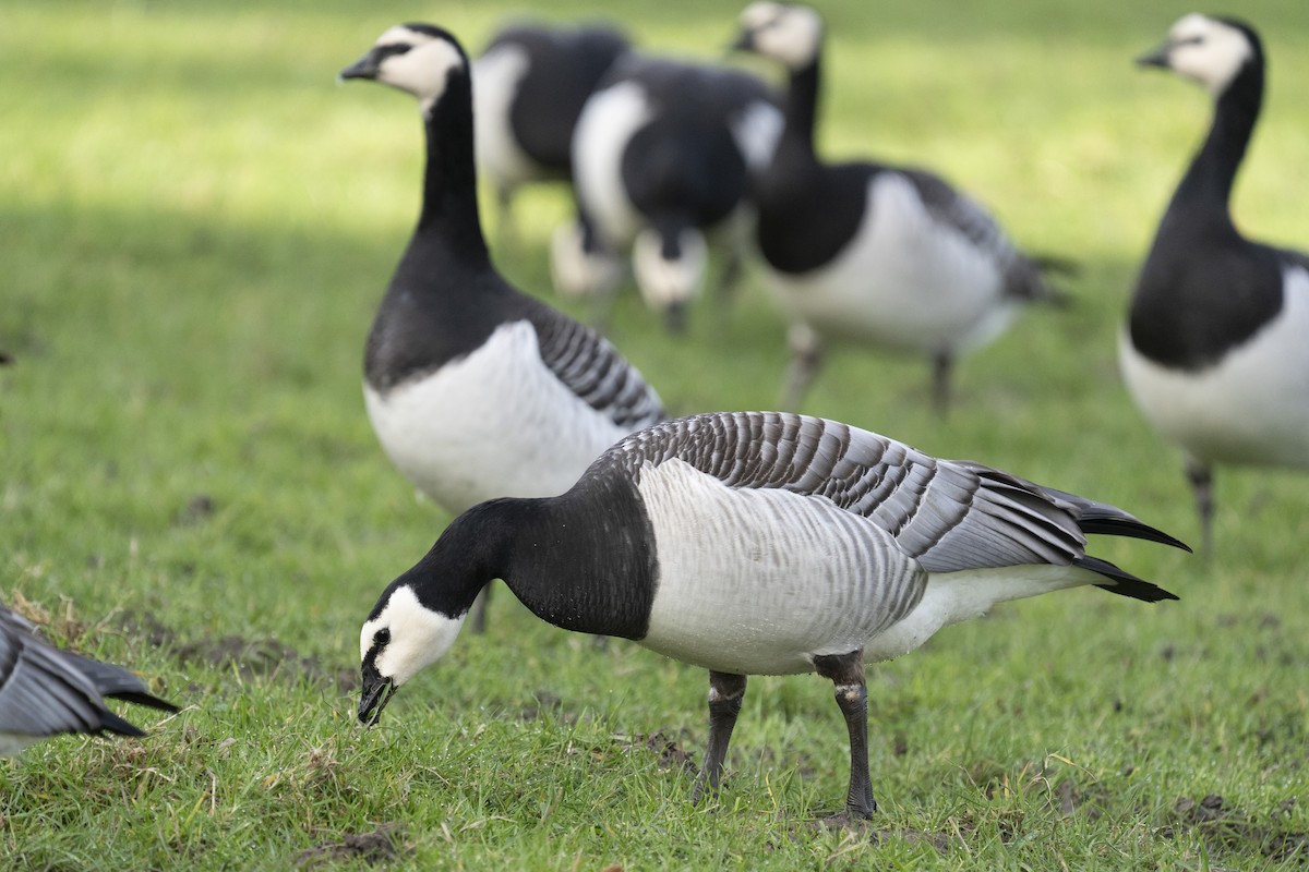 Barnacle Goose - ML620184940