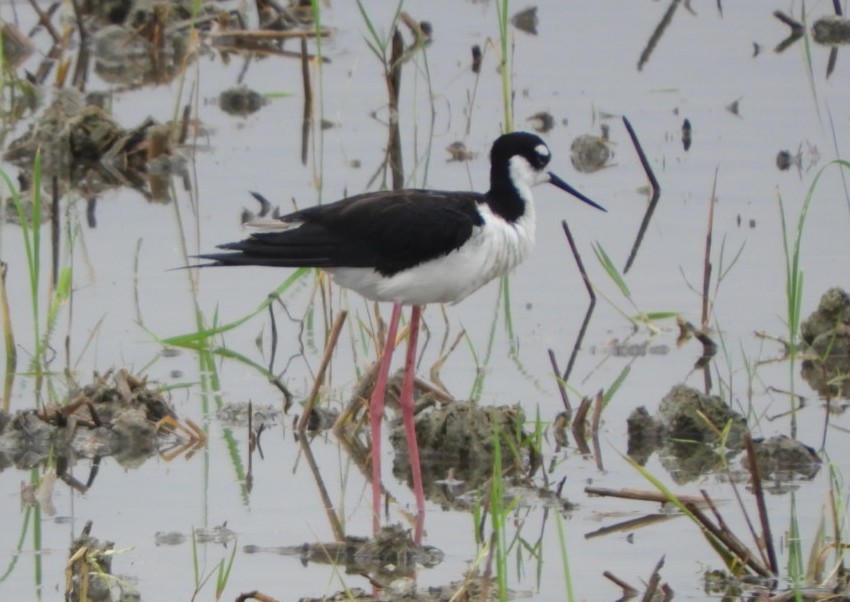 Black-necked Stilt - ML620184941