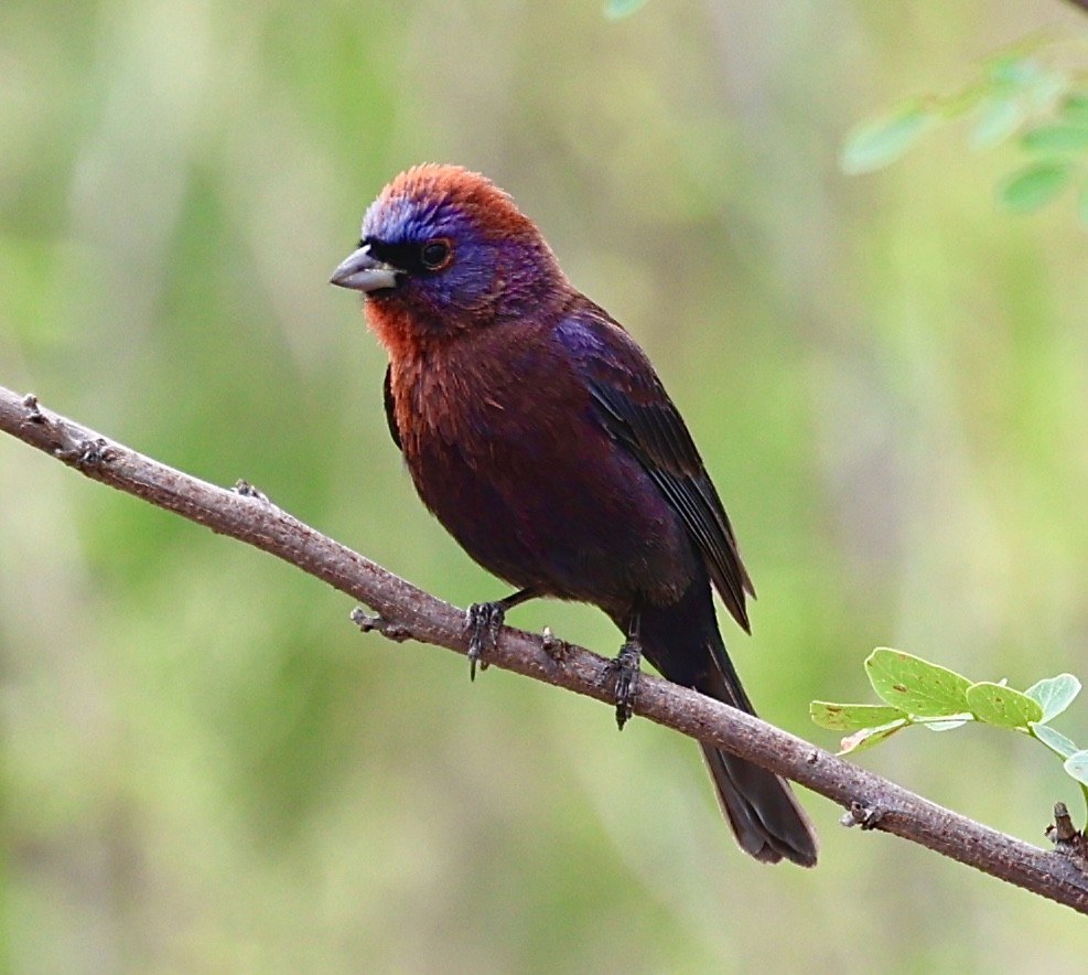 Varied Bunting - ML620184943