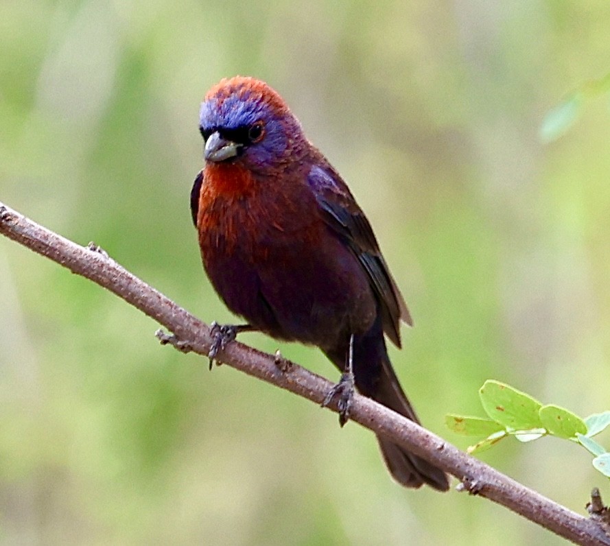 Varied Bunting - ML620184944