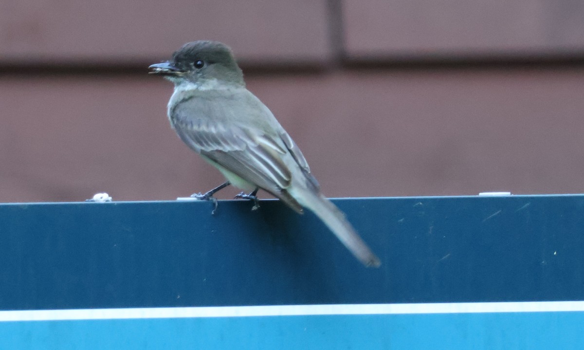 Eastern Phoebe - ML620184957