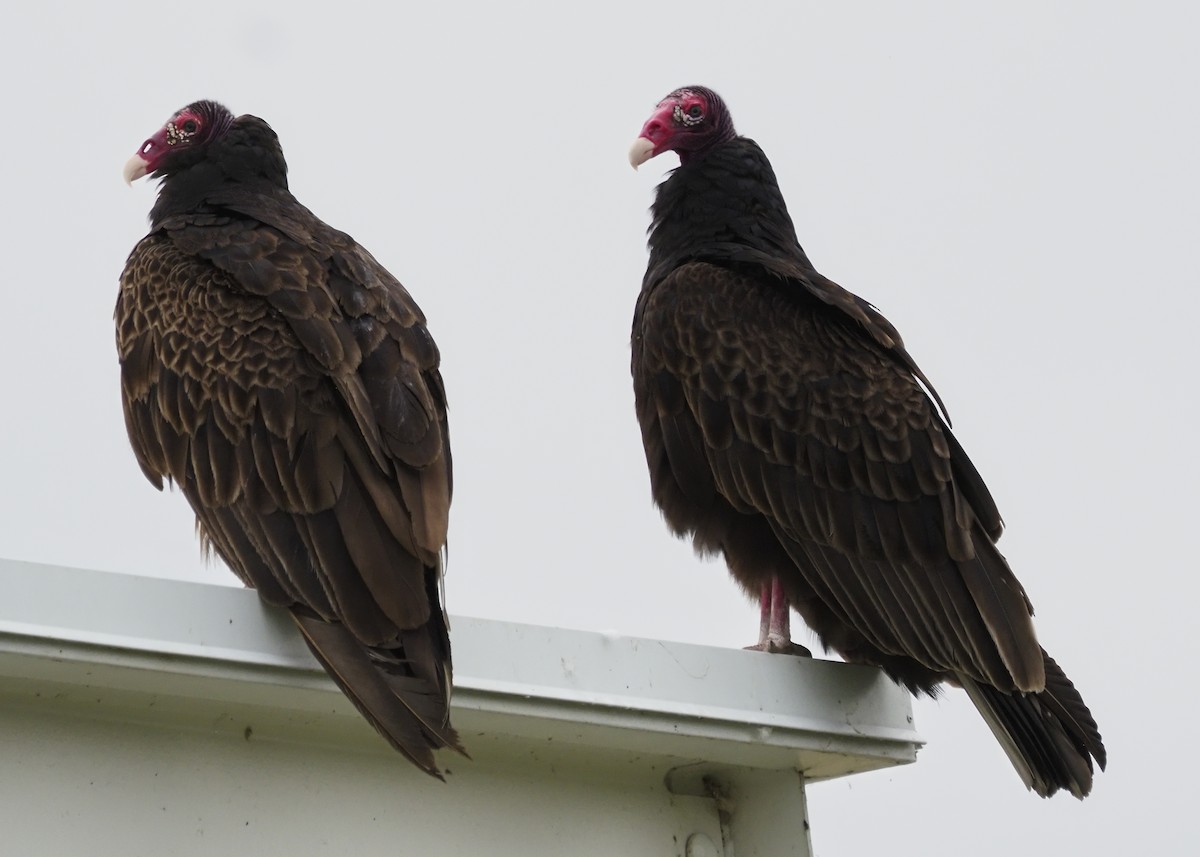 Turkey Vulture - ML620184958