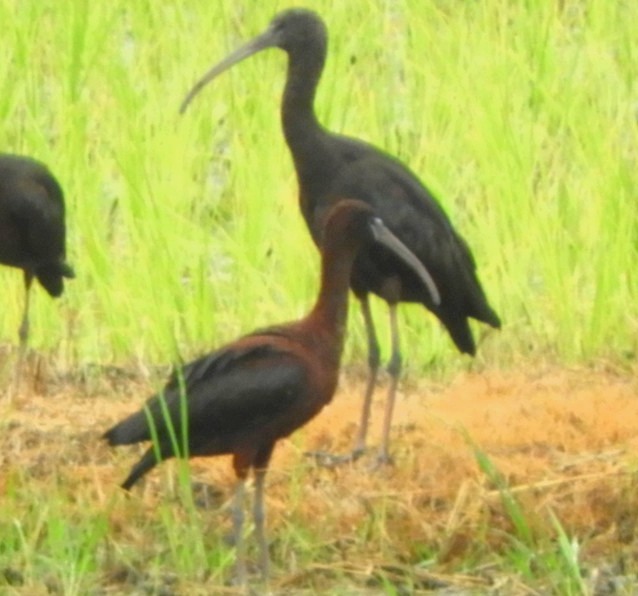 ibis hnědý - ML620184963