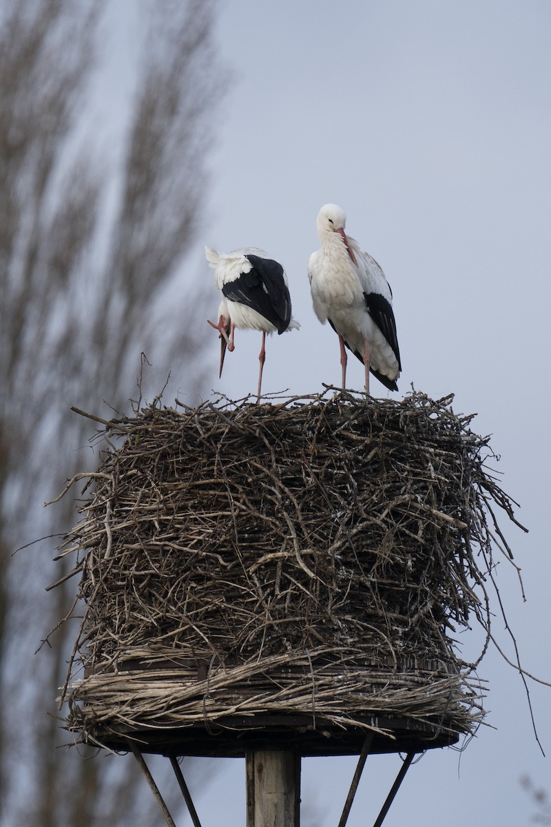 White Stork - ML620184964