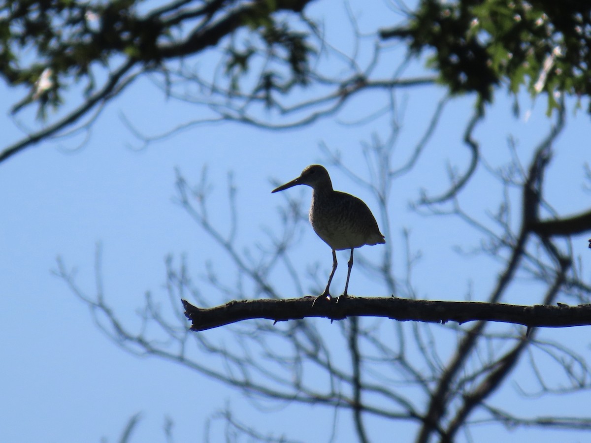 Willet - ML620184968