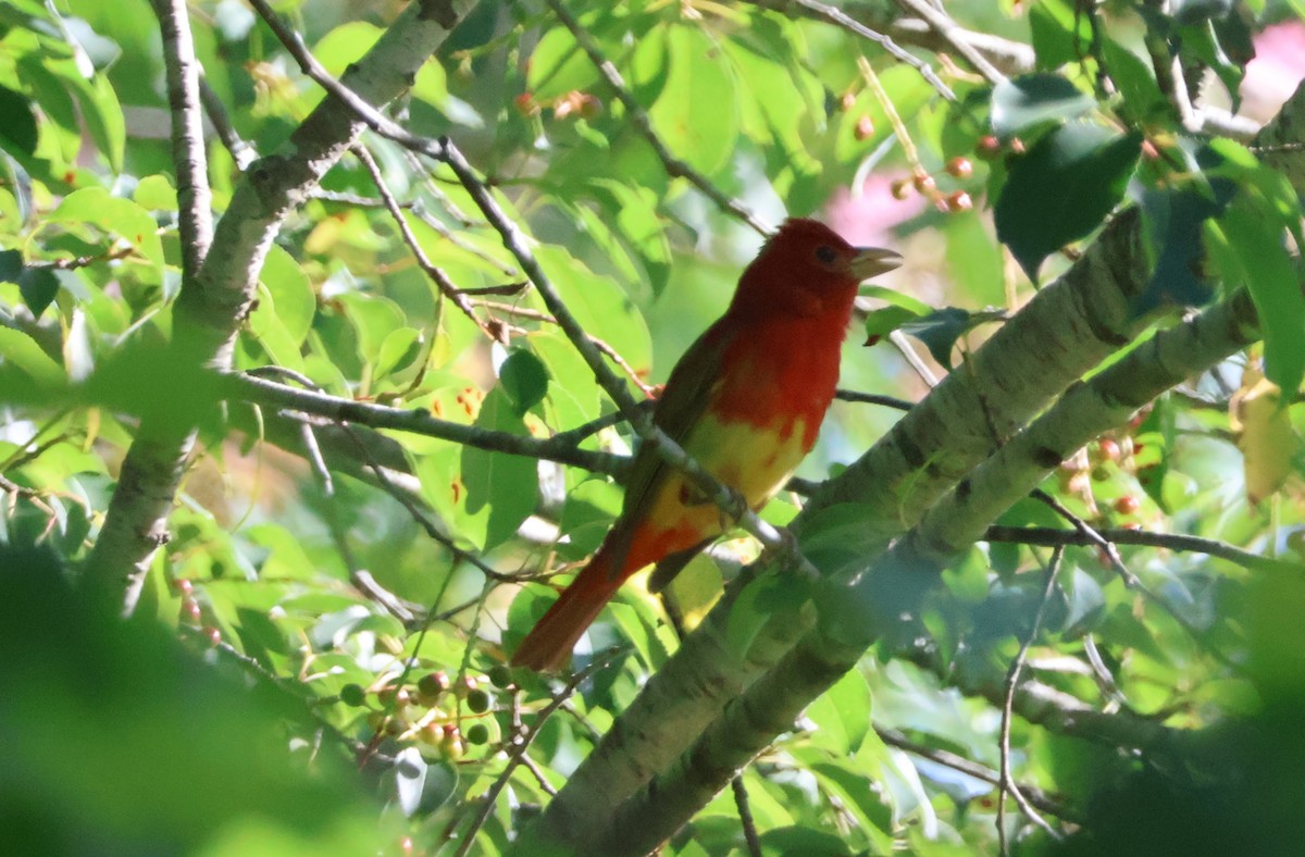 Summer Tanager - ML620184973