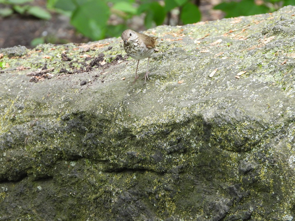 Bicknell's Thrush - Henry Griffin