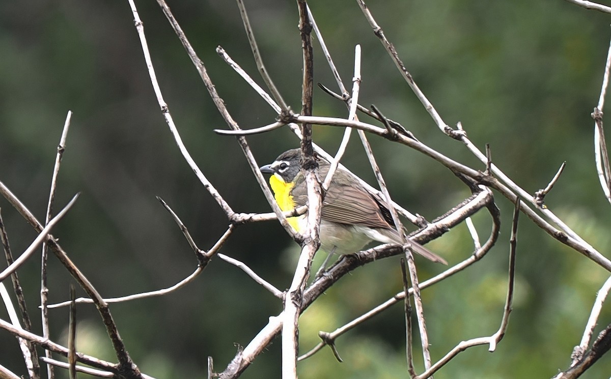 Yellow-breasted Chat - ML620184980
