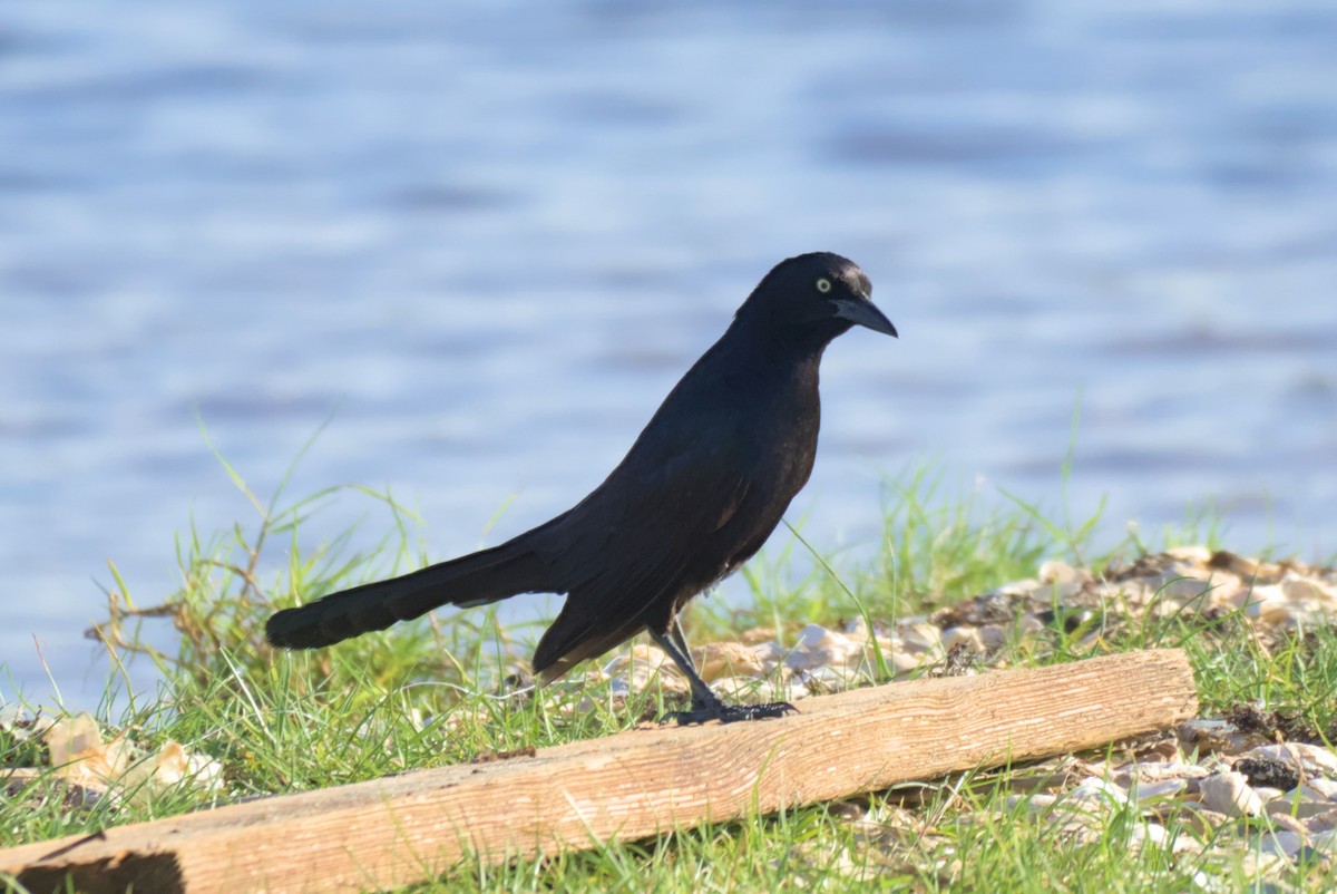 Boat-tailed Grackle - ML620184981