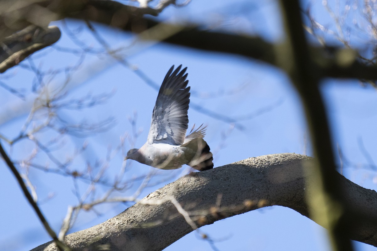 Stock Dove - ML620184987