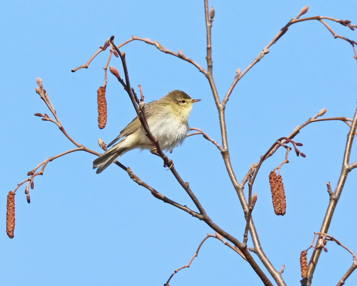 Willow Warbler - ML620184988