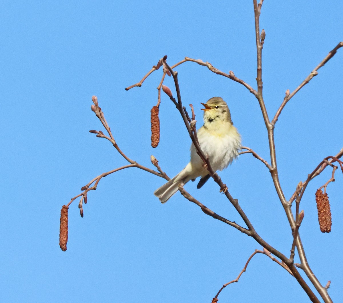 Willow Warbler - ML620184991