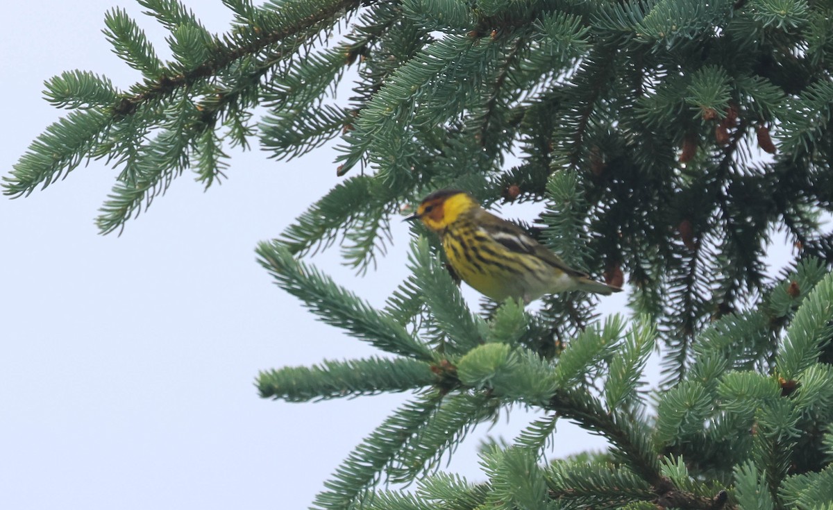 Cape May Warbler - ML620184993