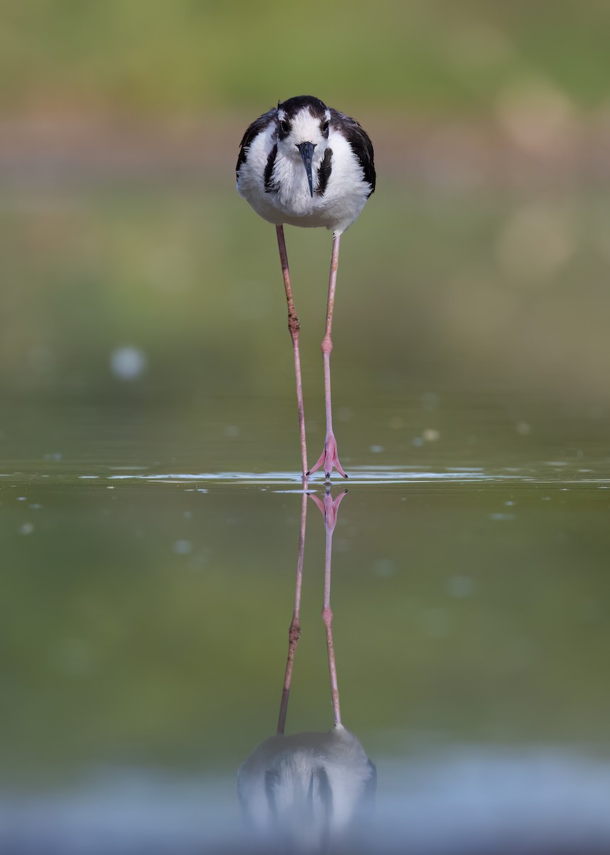 Black-necked Stilt (Black-necked) - ML620184995