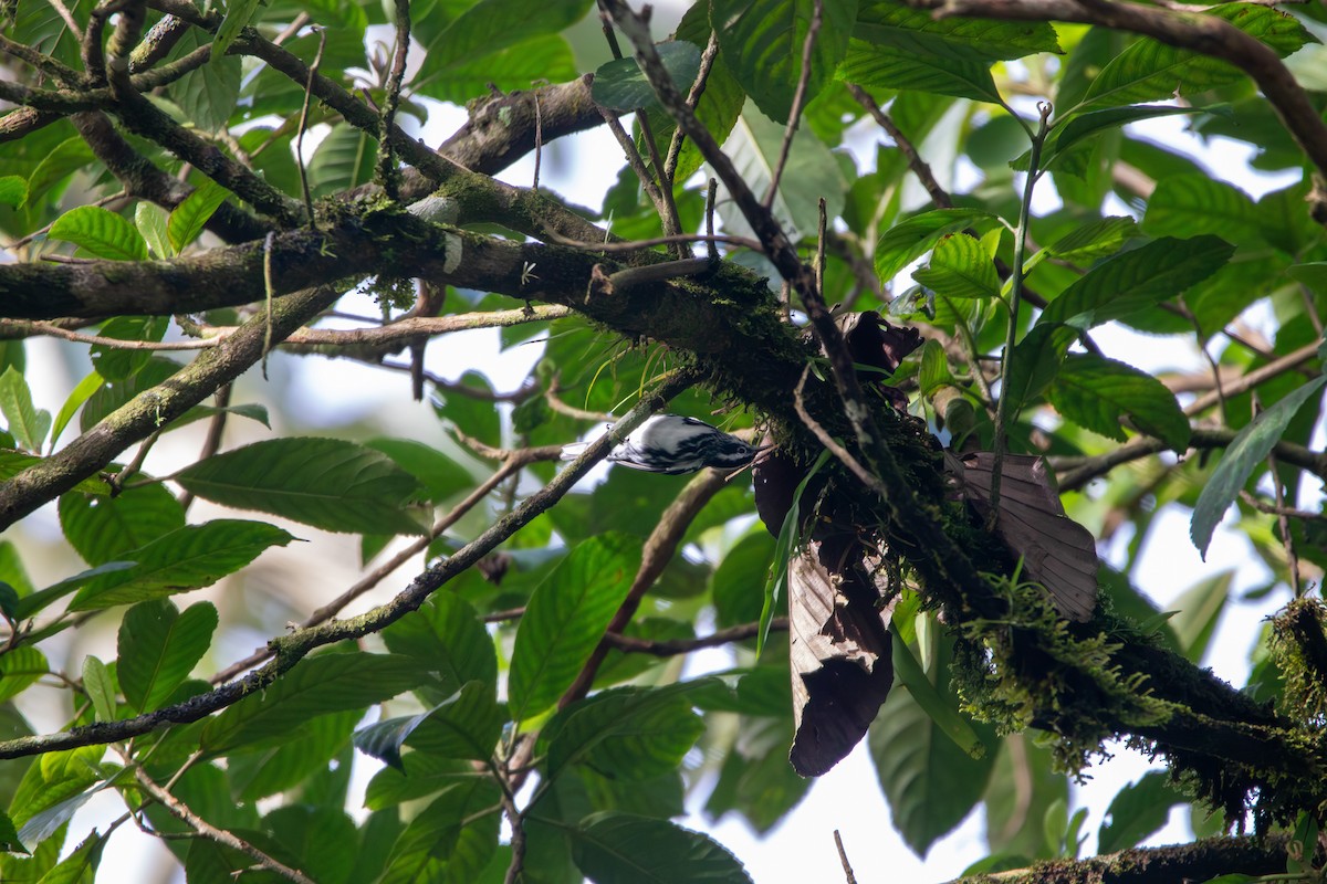 Black-and-white Warbler - ML620184997