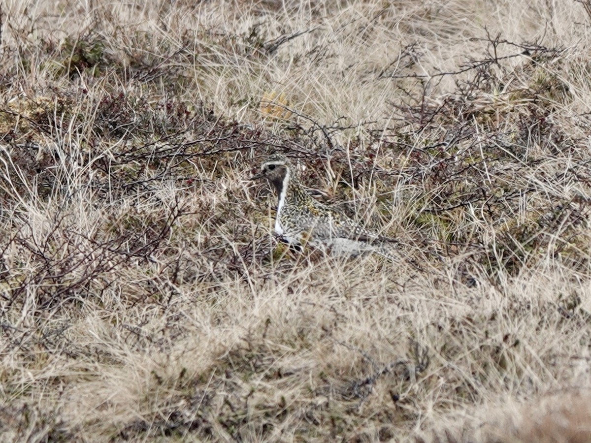 European Golden-Plover - ML620185000