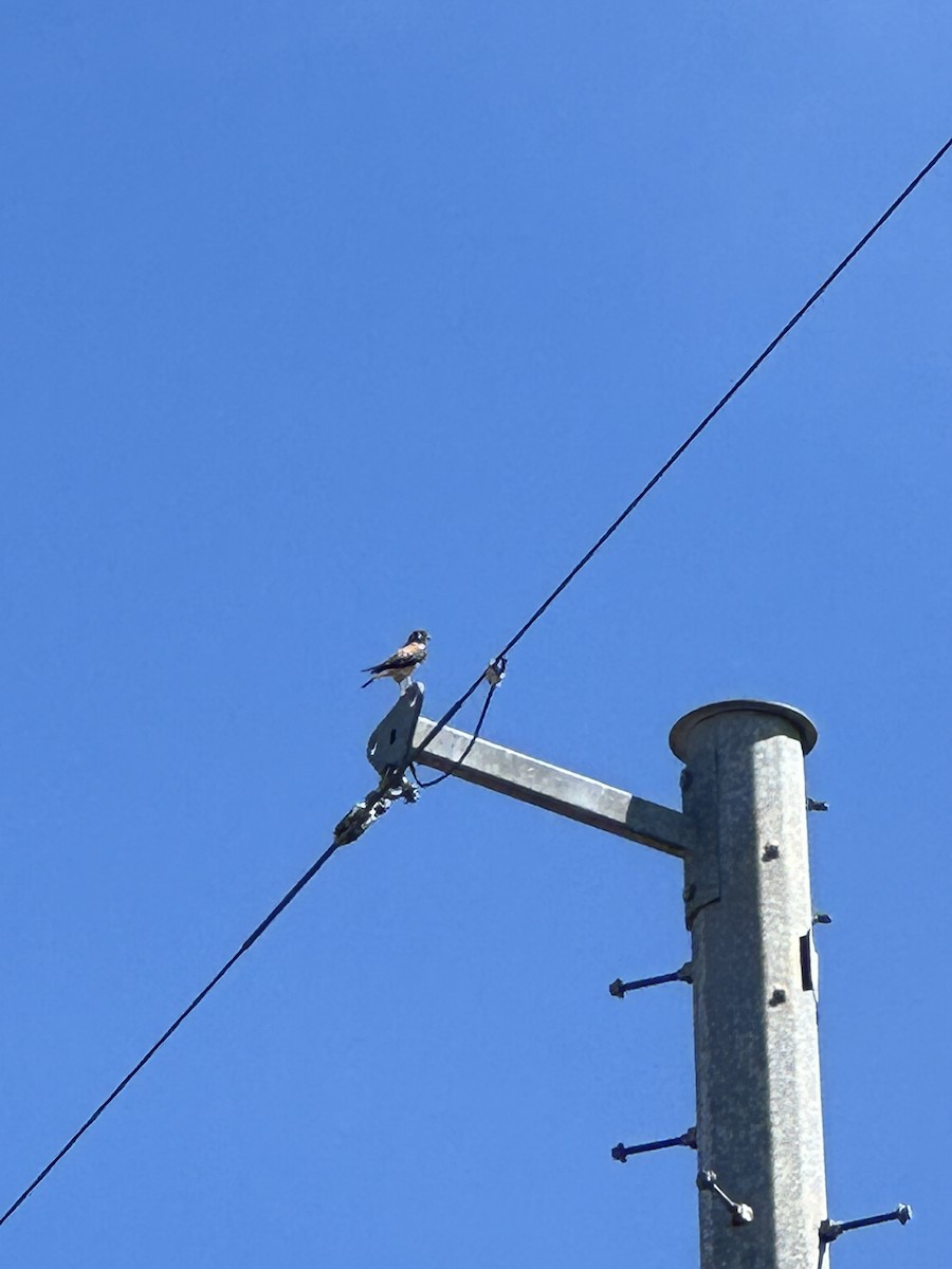 American Kestrel - ML620185004